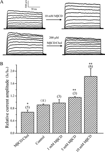 Figure 2.  Effect of cholesterol levels on the IK currents. (A) Representative current traces for the IK currents for cholesterol-depleted (10 mM MβCD) and enriched (200 µM MβCD/Chol) neurons. (B) Statistics on the ratio (IK/IKo) values of the steady-state outward IK current before (IKo) and after (IK) treatment with MβCD (1–10 mM) or MβCD/Chol. The steady-state outward IK current (+10 mV) was measured as mean value in a range from 85–100% of the current trace.