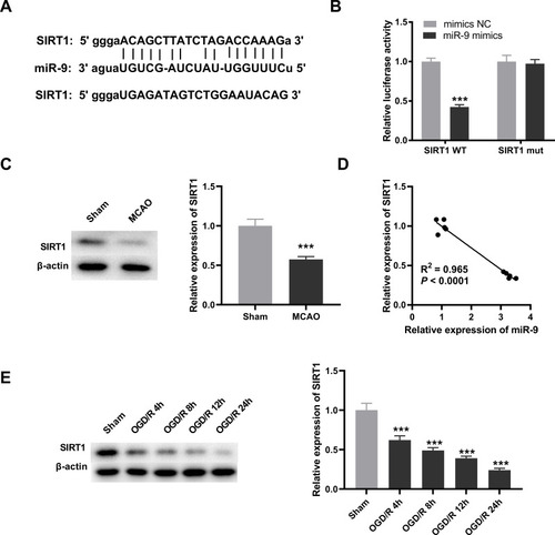 Figure 4 SIRT1 is targeted by miR-9. (A) The binding sequence between SIRT1 and miR-9 was predicted by starbase2.0. (B) The interaction between SIRT1 and miR-9 in PC12 cells was validated by dual-luciferase reporter (DLR) assay. ***P < 0.001, vs miR-NC. There are three replicates in each experimental group. (C) Relative expression of SIRT1 was detected by Western blot in brain tissues of middle cerebral artery occlusion (MCAO) mice. ***P < 0.001, vs Sham. n = 5. (D) The relationship between SIRT1 and miR-9 in brain tissues of MCAO mice was analyzed by Pearson’s correlation analysis. P < 0.0001. n = 5. (E) Relative expression of SIRT1 in oxygen and glucose deprivation/reoxygenation (OGD/R)-induced PC12 cells was detected by Western blot. ***P < 0.001, vs Sham. There are three replicates in each experimental group.