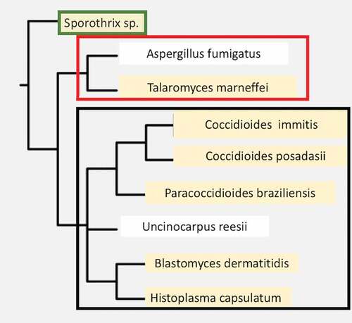Figure 1. A phylogenetic tree of dimorphic fungi that are human pathogens. A few close relatives that are not dimorphic primary pathogens are shown for comparison (not highlighted in tan). The Orders are shown to the right of the boxed names. Organisms within each Order are boxed together. The phylogenetic data was obtained using the NCBI taxonomy tool and the tree was constructed using Phylip-3.695.