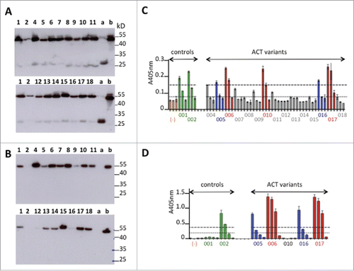 Figure 3. Primary screening of humanized anti-GPVI Fabs. (A-B) Western blot analysis under non-reducing conditions of light chain expression using anti-human kappa chain as primary antibody (A) or Fd expression using anti-human IgG Fd region as primary antibody (B). Deposit of 10 μL of supernatant. Numbers refer to ACT0xx variants. (a) trastuzumab Fab transiently expressed in similar conditions. (b) abciximab (Reopro®) 0.5μg. (C-D) ELISA selection of the best GPVI binders after developing with anti-human IgG (Fab specific)-peroxidase conjugate (C) or PpL-Peroxidase conjugate (D). Culture supernatants were analyzed after successive dilutions (1:10, 1:100, 1:1000) in C or (1:10, 1:50, 1:100, 1:1000 in D). Orange bars (−): culture supernatant with no Fab.