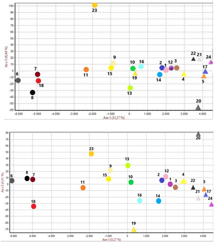 Figure 4. Factorial correspondence analysis for the 24 populations under study. Canaria jabada dorada (1), canaria jabada (2), canaria negra (3), canaria aperdizada(4), canaria rubilana (5), combatiente español canario (6), combatiente español (7), andaluza azul (8), sureña (9), utrerana franciscana (10), castellana negra (11), extremeña azul (12), indio de león (13), empordanesa (14), penedesenca (15), Prat (16), ibicenca (17), menorquina (18), mallorquina (19), pita pinta(20), Cobb (21), cornish (22), leghorn (23), plymouth (24).