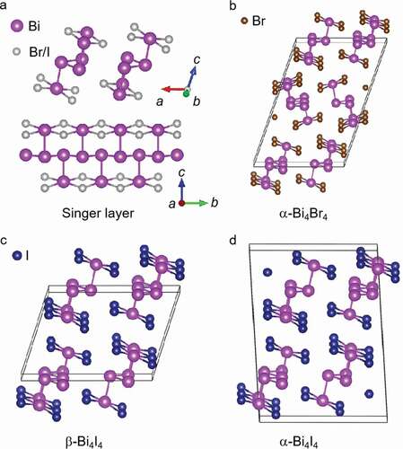 Figure 1. Crystal structure of Bi4X4 (X = Br or I). a, crystal structure of a Bi4X4 1D chain. the gray balls and the pink balls are Br/I and Bi atoms, respectively. b-d, crystal structures of α-Bi4Br4 (b), β-Bi4I4 (c) and α-Bi4I4 (d) viewed from the chain direction (b direction). The brown balls and the blue balls are Br and I atoms, respectively. Figures reproduced from: (a) ref [Citation74], copyright 2014, American Chemical Society; (b,c,d) ref [Citation65] copyright 2021, Nature Publishing Group. β.