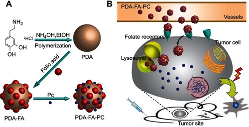 Figure 1 (A) The synthetic scheme of PDA-FA-Pc nanomedicine. (B) The illustration of the anticancer mechanism of PDA-FA-Pc nanomedicine: After intravenous injection, PDA-FA-Pc nanomedicine crosses the vascular wall and accumulates in tumor tissues via EPR effects and targeting the FRs on tumor cell surfaces. In the relative acidic tumor microenvironment or lysosomes after internalization, PDA-FA-Pc nanomedicine disintegrates and releases monomeric Pc molecules, which exhibit photodynamic effects to eradicate tumor cells.