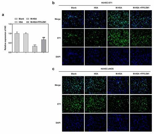 Figure 4. A relative expression of NO in the blank group, HSA, M-HSA or M-HSA+FPS-ZM1 (commercial kit) ***P < 0.001, ###P < 0.001; B-C Images of CE-1 and eNOS expressions in the blank group, HSA, M-HSA and M-HSA+FPS-ZM1 (commercial kit)