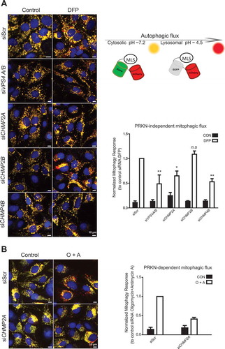 Figure 9. ESCRT depletion inhibits mitophagy. ((A), U2-OS cells expressing the MLS-EGFP-mCherry probe were treated with the indicated siRNAs for 24 h, then incubated with DFP for 24 h, and mitophagy was measured as described in Materials and Methods. Representative microscopy images are shown to the left, and the quantifications based on 3 independent experiments are shown to the right. Knockdown efficiency, as determined by real-time PCR, is shown in Suppl. Fig. S7. An illustration of the principle of the assay is included. (B), U2-OS cells expressing the MLS-EGFP-mCherry probe and PRKN were treated with the indicated siRNAs for 24 h, then incubated with oligomycin and antimycin A (O + A) for 6 h, and mitophagy was measured as described in Materials and Methods. Examples of microscopy images are shown to the left, and the quantifications based on 3 independent experiments are shown to the right.