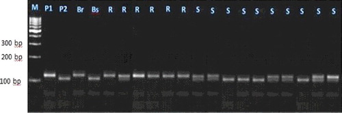 Figure 1. Experimental validation of bn1g1063 SSR marker in 20 lanes in F2 cross individuals.