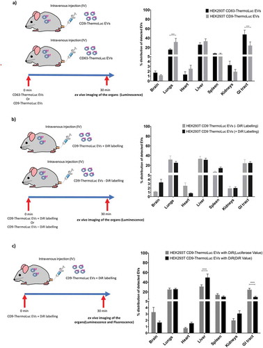 Figure 7. EVs subpopulations differ in their in vivo biodistributions. a) Percentage distribution of EVs in different organs from animals injected with CD63-ThermoLuc or CD9-ThermoLuc EVs 30 mins post IV administration (n = 3). Data was analysed by two tailed student’s test: ****p < 0.0001. b) Percentage distribution of detected EVs in different organs from animals injected with CD9-ThermoLuc EVs with DiR or without DiR labelling (n = 3). c) Percentage distribution of EVs in different organs from animals injected with CD9-ThermoLuc EVs labelled with DiR, as determined by both DiR Fluorescence and ThermoLuc luminescence (n = 3). Data was analysed by two-tailed student’s test: ****p < 0.0001. Values presented here were normalized to animals injected with PBS only and all animals were injected with D-Luciferin (I.P) prior to imaging.