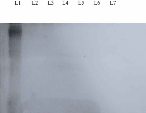 Figure 3. 15% SDS-PAGE gel patterns for protein hydrolyzates of Sargassum crassifolium crude protein using a water extraction method. Lane 1 = Crude protein. Lane 2 to Lane 7 = protein hydrolyzates of S. crassifolium as a results of elastase enzyme treatment at 37°C for 0, 3, 6, 9, 12, 24 hours respectively followed by heat inactivation at 100°C for 15 min.