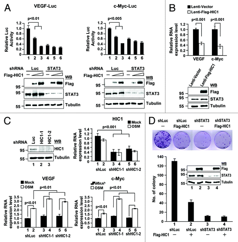 Figure 3. HIC1 represses the promoter activity and expression of VEGF and c-Myc genes and cell colony formation. (A) Reporter gene activity of MDA-MB 231 cells transfected with indicated shRNAs for 24 h and then transfected again with VEGF-Luc or c-Myc-Luc reporter and increasing amounts of pcDNA3-Flag-HIC1 for additional 36 h. Western blots show transfected Flag-HIC1 and endogenous STAT3 levels of each sample. Error bars represent the mean ± SD (n = 3) (B) Real-time qPCR analysis of endogenous STAT3 target gene VEGF and c-Myc mRNAs from HIC1 lentivirus infected MDA-MB 231 cells. Bar graph shows the relative expression of VEGF and c-Myc normalized to GAPDH (the sample with empty vector was taken as 1). Error bars represent the mean ± SD (n = 3) (C) Real-time qPCR analysis of VEGF and c-Myc mRNAs from WI-38 cells infected with lentivirus expressing HIC1 shRNAs for 24 h, serum starved for additional 24 h and then treated with OSM (20 ng/ml) for 2 h. Error bars represent the mean ± SD (n = 3). (D) Colony formation analysis of MDA-MB 231 cells infected with lentivirus expressing Flag-HIC1 and/or indicated shRNAs for 14 d culture with puromycin (2 μg/ml) selection and followed by crystal violet staining (top panel). Bar graph shows the quantification of colony formation of the MDA-MB-231 cells infected with indicated lentivirus. Error bars represent the mean ± SD (n = 3) (bottom panel).