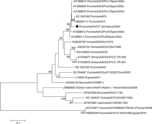 Fig. 4.  Neighbour-joining phylogeny of porcine adenovirus, including other animal and human adenoviruses, based on partial hexon gene. Isolates from this study are indicated with a filled circle ().