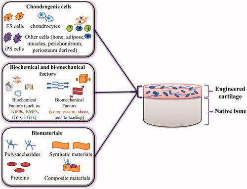 Figure 2. Cartilage tissue engineering triad, including chondrogenic cells, biochemical/biomechanical factors and biomaterials.