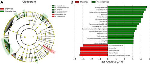 Figure 4 The change of bacteria displayed by LDA analysis. (A) Cladogram. The red and green nodes in the branches represented the microbiota that play an important role in the corresponding groups, respectively, while the yellow nodes represented the microbiota that do not play an important role in the two groups. (B) The LDA scores obtained by LDA analysis for the significant microbial communities in the two groups. The red and green regions indicated the abundance of different microbes.
