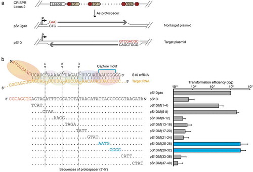 Figure 5. Identification of the capture motif in crRNA for invader plasmid interference of the Cmr-α system.(a) A scheme of CRISPR locus 2 showing the spacer 10 that was targeted, where R and S denote repeat and spacer, respectively. Two plasmid constructs are presented showing the protospacer orientation and its adjacent sequence. pS10i – an invader plasmid carrying a target sequence of spacer 10 in CRISPR locus 2 in S. islandicus REY15A. (b) A schematic representation of the Cmr-α complex with 40 nt S10 crRNA and target RNA (yellow) is shown on the top of the left panel. Protospacer S10i and its mutants are annotated according to the positions mutated. The mutated bases are shown in the left panel. The right panel illustrates the in vivo DNA interference activity assayed in S. islandicus by transformation with different invader plasmids. Mutated regions consistent with the established capture motif are highlighted in blue. Three independent transformations were performed and average relative transformation efficiencies are given with standard deviations. The transformation efficiency of the reference plasmid pS10gac was taken as 100%.