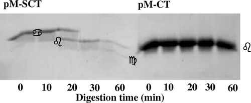 Figure 6.  Dissection of lateral topology of signal-appended cytochrome b5. Induced E. coli/pM-SCT cells (100 ml culture) were gently suspended in 10 ml of 40% (w/v) sucrose, 33 mM Tris-HCl (pH 8), 1 mM EDTA and incubated at 25°C. After addition of 0.1 mg TCPK-treated trypsin/ml, 1 ml aliquots were withdrawn at the indicated times and treated with trypsin inhibitor and phenylmethylsulphonylfluoride at 0.15 mg/ml and 2.5 mM final concentrations, respectively. The samples were analysed immuno-electrophoretically., Precursor (•), signal-processed (▪) and globular cytochrome b5 (▴).