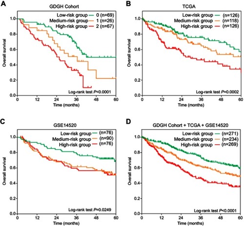 Figure 4 Kaplan–Meier OS curves of HCC patients stratified into low-, medium-, and high-risk groups in GDGH dataset (A), TCGA dataset (B), GSE14520 dataset (C), and the integration of three databases (D). Low-risk group was defined as patients with both low METTL3 expression (<50% patients) and low YTHDF1 expression (<50% patients); medium-risk group was defined as patients with either high METTL3 expression (≥50% patients) or high YTHDF1 expression (≥50% patients). High-risk group was defined as patients with both high METTL3 expression (≥50% patients) and high YTHDF1 (≥50% patients) expression. Log-rank test was used to compare differences in survival times.