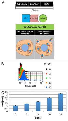 Figure 2. Radiotherapy promotes calreticulin surface translocation. (A–C) TSA cells were stably transfected with a pEZ-M02 plasmid encoding a calreticulin (CRT) fusion protein with the modular HaloTag® reporter,and endoplasmic reticulum targeting KDEL sequences (A, top panel) corresponding to the translation of a fusion CRT-HaloTag-KDEL protein (A, middle panel). CRT remains in the ER in non-stressed cells, whereas upon immunogenic cell death (ICD) CRT translocates to the cell surface (A, bottom panel). Externally localized CRT-HaloTag-KDEL is irreversible bound by membrane impermeable HaloTag® Alexa Fluor 488 ligand activating its fluorescent properties that can then be detected via fluorescence microscopy or flow cytometry (A, middle and bottom panels). (B and C) pEZ-M02-CRT-HaloTag-KDEL transfected TSA cells were treated for 24 h with the indicated dosage of ionizing radiation (IR, delivered at time 0 h) were exposed to the impermeable HaloTag® Alexa Fluor 488 ligand. The amount of green fluorescence indicative of cell surface CRT was detected via cytoflourimetric analysis. (B) Representative histograms at each dose of IR. (C) Mean fluorescent intensity (MFI) detected from cells irradiated with the indicated IR dosage vs. non-irradiated cells normalized to 1. Shown are the MFI (n = 10 000 cells/group) ± SD.