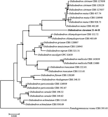 Figure 1. ML phylogenetic tree based on the concatenated sequences of ITS regions and the LSU gene showing the phylogenetic position of strain 21-64-D among Oidiodendron species. Bootstrap values greater than 50% (based on 1000 replications) are shown at branching points. Filled circles indicate that the corresponding nodes were also recovered in trees generated using NJ and MP algorithms. Open circles indicate that the corresponding nodes were also recovered in the tree generated using the NJ or MP algorithm. The isolated strain is shown in bold. Pseudogymnoascus roseus CBS 395.65 was used as an outgroup. Bar, 0.01 substitutions per nucleotide position.