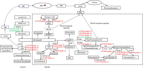 Figure 7. Potential regulatory mechanisms of terpene biosynthesis in callus and tissue culture seedlings of Lavandula angustifolia.Note: Red indicates up-regulated genes, Green indicates down-regulated genes. See also Supplemental Table S1.