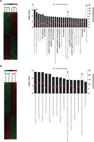 Figure 6. Global GEP reveals a migratory signature in lenalidomide-treated AML blasts. (A, B) Left panels: Heatmap representation of hierarchical clustering of genes differentially expressed between lenalidomide-treated and untreated AML blasts (n = 3 leukemias) (top panel) and BM-CD34+ cells (n = 2 healthy donors) (bottom panel). Right panel: Statistically significant biological functions identified using IPA on genes differentially expressed in lenalidomide-treated versus untreated AML blasts (top panel) and CD34+ cells (bottom panel). They are ranked by z-score. A z-score >2 indicates a predicted activation of that biological function. Biological functions associated with ‘cell migration/movement/motility’ are shown in black.