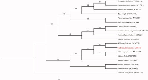 Figure 1. The best ML tree was constructed from 18 complete chloroplast genome sequences by RAxML with 10,000 bootstraps.