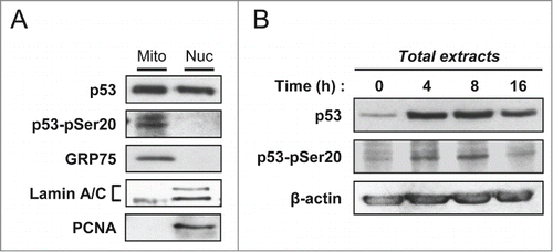Figure 3. Presence of the serine 20 phosphorylated form of p53 in the mitochondrial fraction. (A) Mitochondrial and nuclear fractions of PA-1 cells were isolated at 16 hours after irradiation with 100 J/m2 UVB. Equal amounts of “total” p53 were loaded for each fraction on SDS-PAGE. Western blot analysis was performed with an antibody specific to P-Ser20 p53 and the anti-p53 DO-1 monoclonal antibody. GRP75, Lamin A/C and PCNA were used to control for the purity of the fractions. (B) Kinetics of p53 level and its serine 20 phosphorylated form in total extracts of PA-1 cells treated with 100 J/m2 UVB. At 0, 4, 8 and 16 hours post-irradiation, total extracts were isolated. Evolution of total p53 level as well as of its serine 20 phosphorylated form were assessed by western blot analysis.