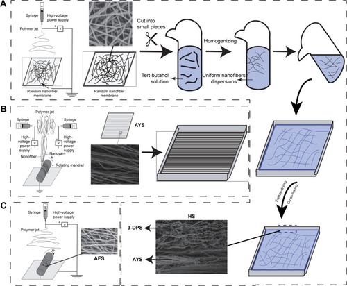 Figure 1 Schematic description of experimental procedure for different scaffolds.Notes: (A) Schematic diagram of nanoyarn/three-dimensional porous nanofibrous HS construct process. 3-DPS were manufactured according to our previous work. Briefly, the uniform nanofibers’ dispersions, which were homogenized from random nanofibers, were poured over the AYS with an aluminum mold. After freeze-drying and cross-linking, three-dimensional porous nanofibrous/nanoyarn HSs were obtained. (B) The gelatin/P(LLA-CL) solution (Wt 10%) was used to produce AYS by conjugated electrospinning from two oppositely charged nozzles. (C) Gelatin/P(LLA-CL) AFS were prepared by traditional electrospinning process.Abbreviations: AFS, aligned nanofiber scaffolds; AYS, aligned nanoyarn scaffolds; 3-DPS, three-dimensional porous nanofibrous scaffolds; HS, hybrid scaffold; P(LLA-CL), poly(l-lactide-co-caprolactone); PLLA, poly(l-lactide).