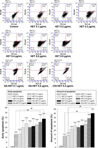 Figure 6 Assessment of apoptosis induced by pure HET, HA/HET, and CHI/HET aggregates by Annexin V/PI staining and flow cytometric analysis.Note: HA nanoparticles-aggregated HET at 0.1 and 0.2 µg/mL approximately doubled the early apoptosis and total apoptotic rate of T24 bladder carcinoma cells in comparison with those of pure HET at the same concentrations (***P<0.001, ##P<0.01; N=3).Abbreviations: HET, heteronemin; HA, hyaluronan; CHI, chitosan; PI, propidium iodide.