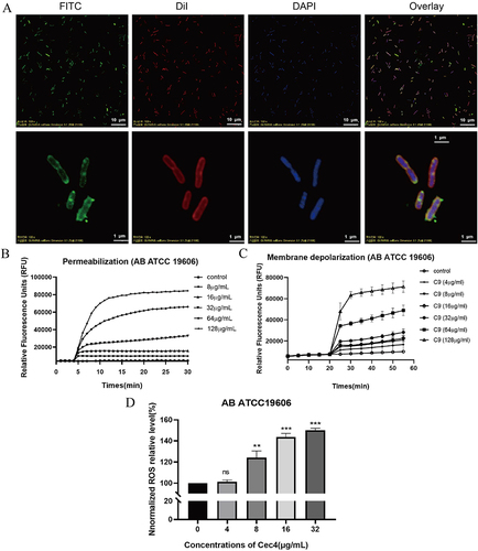 Figure 1 The inhibition mechanism of Cec4 against A. baumannii in vitro. (A) FITC-labelled Cec4 colocalized with the cell membrane of A. baumannii. Cec4 labelled by FITC (green) colocalizes cell membranes labelled by DiI (red) and bacterial DNA labelled by DAPI (blue). (B) The effect of Cec4 in enhanced bacterial cell permeability. With the increase of Cec4 concentration, the increase of PI fluorescence intensity indicated the increase of bacterial cell membrane permeability. (C) After Cec4 treatment, the cell membrane of A. baumannii was depolarized. The probe was aggregated and quenched in the normal cell membrane. With the increase of Cec4 treatment concentration, the fluorescence of the probe was enhanced, indicating that the bacterial cell membrane potential was depolarized. (D) The intracellular reactive oxygen species of A. baumannii increased after Cec4 treatment. When the dye enters the cell, it is oxidized and then fluoresces. With the increase of Cec4 concentration, fluorescence enhancement indicated the increase of intracellular ROS. Results were presented as mean ± SD. **P < 0.01, ***P < 0.001.