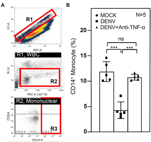 Figure 5 Immune profiling CD14 positive mononuclear cells in DENV-treated whole blood (WB) without or with neutralizing TNF-α antibody 24 h post-incubation. Following DENV (MOI = 1) co-culture in 100 μL of WB ex vivo without or with 50 μg/mL of neutralizing anti-TNF-α for 24 h, representative flow cytometric analysis was performed by staining for specific cell surface markers (CD14 and CD16) (A). R1, region of white blood cell (WBC). R2, region of mononuclear cells. R3, region of CD14 positive (CD14+) monocytes. The percentages of monocyte were calculated (B). The results are a percentage of the mean ± SD obtained from five cases (N = 5). *** p < 0.001. ns, not significant.