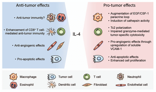 Figure 3 Opposing effects of IL-4 on tumorigenesis through its impact on different cell types in the tumor microenvironment. IL-4 can exert tumorpromoting functions by enhancing the EGF/CSF-1 paracrine loop between TAMs and tumor cells, and through induction of cathepsin enzyme activity in TAMs. It also impedes T cell-mediated immunity against tumor cells through polarization of CD8+ T cells to type 2 cytotoxic T cells (Tc2), or via impairment of granzyme-mediated tumor-specific cytotoxicity of CD8+ T cells. IL-4 has also been shown to induce angiogenesis by stimulating the production of soluble VCAM-1 from endothelial cells. Additionally, IL-4 protects tumor cells from apoptosis through upregulation of anti-apoptotic proteins, and enhances cell proliferation through activation of MAPK signaling pathways. On the other hand, IL-4 also exhibits anti-tumor effects through different mechanisms including recruitment and activation of innate immune cells, such as neutrophils, eosinophils and dendritic cells. CD8+ T cells have been found to mediate the anti-tumor activities of IL-4. In some types of cancers, IL-4 can induce apoptosis of tumor cells. IL-4 has also been reported to inhibit angiogenesis directly through its effects on endothelial cells or indirectly through effects on tumor stromal fibroblasts.