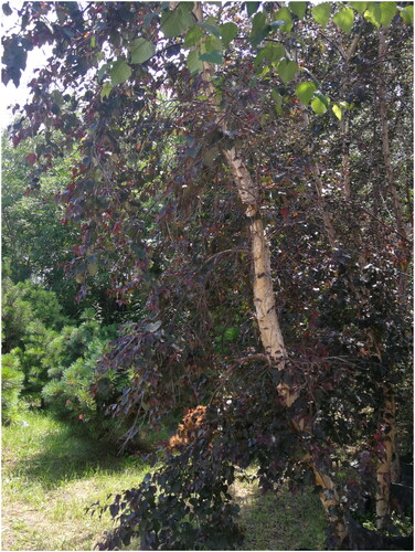 Figure 1. Photo taken at the Forest Genetics and Breeding Base of Northeast Forestry University on July 30, 2022. Eight-year-old B. pendula purple rain.