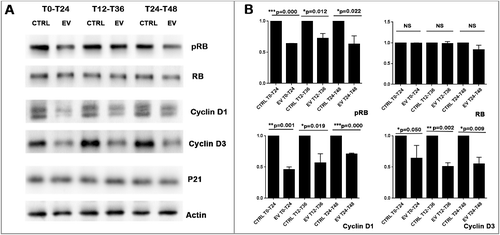 Figure 7. EV inhibited Cyclin D1 and Cyclin D3 expression as well as RB phosphorylation (A):Western-blot results show that different 24h exposure schedules of EV inhibit the protein expression of phosphorylated RB, Cyclin D1, and Cyclin D3, but not of total RB and P21. Actin was used as protein loading control to calculate RB, pRB, Cyclin D1 and Cyclin D3 expression levels. (B): Three independent western-blot results were quantified by Image J. Statistical analysis (T-test) revealed that EV induced significant diminution of Cyclin D1, Cyclin D3 and RB phosphorylation level but not the total RB expression level.