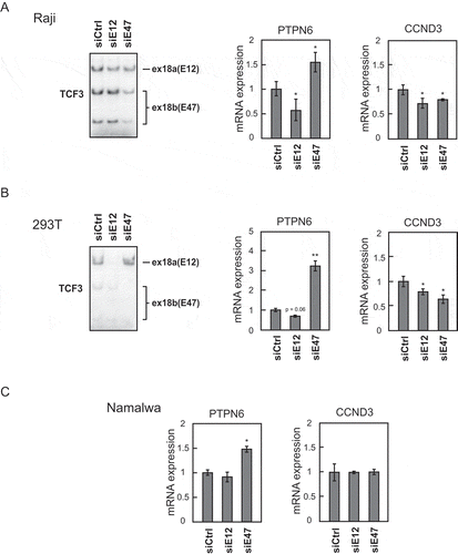 Figure 2. Isoform-specific regulation of TCF3’s downstream target genes PTPN6 and CCND3.