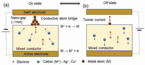 Figure 3. Structure and operation principle of the atomic switch. The device material used is a mixed conductor that conducts metal ions and electrons. (a) On state, with a conductive metal-atom bridge. (b) Off state, without a conductive metal-atom bridge.