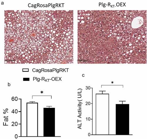 Figure 2. Plg-RKT overexpression reduces HFD-induced hepatic steatosis. (a) Representative H &E-stained paraffin sections of liver from 16-week HFD-fed Plg-RKT-OEX and CagRosaPlgRKT mice. Scale bar is 100 μm (b) quantification of liver fat using QuPATH software and (c) plasma ALT activity of 16-week HFD-fed Plg-RKT-OEX and CagRosaPlgRKT mice. N = 8±SEM. *P < 0.05.