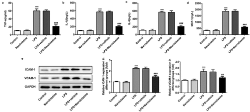 Figure 2. Effects of narciclasine on LPS-induced inflammatory response in lung tissue of neonatal ALI rats. (a–d) The amount of inflammatory cytokines including TNF-α, IL-1β, IL-6, and MCP-1 were determined through ELISA kits. (b) Expression levels of ICAM-1 and VCAM-1 were determined by Western blot. Data are presented as the mean ± standard deviation (n = 5). ***P < 0.001 vs. Control; ##P < 0.01, ###P < 0.001 vs. LPS.