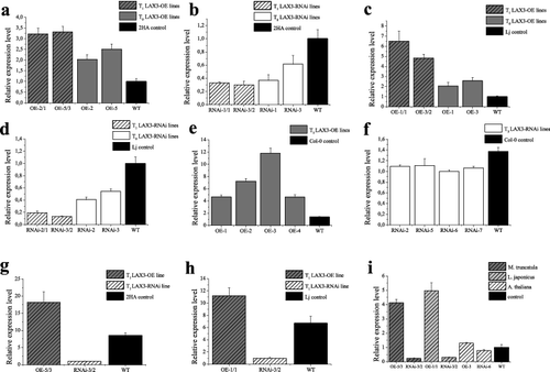 Figure 4. Relative expression level of MtLAX3 and its orthologous genes: (a) MtLAX3 transcript levels in T0 and T1 OE lines and WT plants of Medicago truncatula; (b) MtLAX3 transcript level in T0 RNAi lines and WT of Medicago truncatula; (c) MtLAX3 transcript level in T0 and T1 OE lines and WT of Lotus japonicus; (d) LJ0G013110 transcript level in T0 RNAi lines of Lotus japonicus; (e) MtLAX3 transcript level in homozygous OE lines and WT plants of Arabidopsis thaliana; (f) AT1G77690 transcript level in homozygous RNAi lines and WT control plants of Arabidopsis thaliana; (g) MtLAX3 transcript level in T0 OE and RNAi lines of Medicago truncatula; (h) MtLAX3 transcript level in T0 OE lines, LJ0G013110 transcript level in T0 RNAi lines of Lotus japonicus and (i) GH3 transcript levels in OE and RNAi lines of Medicago truncatula, Lotus japonicus and Arabidopsis thaliana.