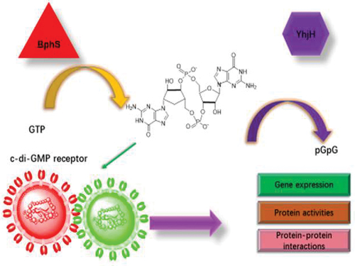 Figure 3. Near infrared window (NIRW) light-activated c-di-GMP module regulates the diverse biological activities. The various biological activities are regulated by linking the NIRW light-controlled synthetic c-di-GMP module to the output through c-di-GMP receptor proteins and RNA.