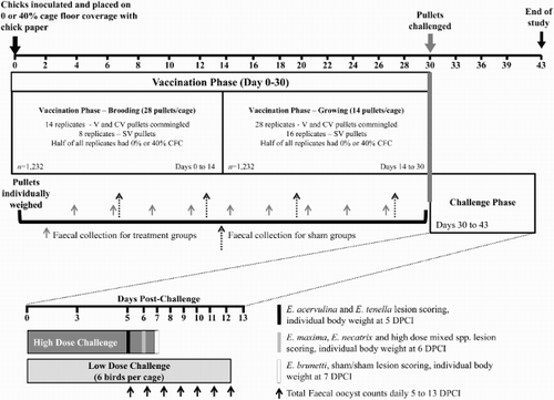 Figure 1. Experimental time line describing the phases, pullets per cage, cage replicates and timing of measurements for two CFC modifications (0% or 40%). During the vaccination phase (days 0–30), V and CV pullets were commingled (housed together) during the brooding and growing periods. At 30 days of age, pullets were either high-dose challenged or low-dose challenged. There were seven distinct high-dose challenges with 24 pullets per challenge: E. acervulina alone; E. brunetti alone; E. maxima alone; E. necatrix alone; E. tenella alone; high-dose mix of all five Eimeria species and a sham-challenge (seven challenges × 24 pullets/challenge × three vaccine treatment groups × two CFC modifications = 1008 high-dose challenged pullets; in addition to the two cages (28 pullets per cage) of the SV, uninfected control birds; n = 1064 total). The remaining V, CV and SV pullets were all administered a low mixed dose of the five Eimeria species and housed at six birds/cage (1 challenge × 24 pullets/challenge × 3 vaccine treatment groups × 2 CFC modifications = 144 pullets). Total oocyst output was measured daily from each cage of low-dose challenged birds.