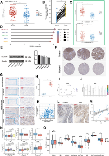 Figure 7 Expression analysis of DDX56 in LIHC. (A) Differential expression of DDX56 between C1 and C2 clusters based on TCGA-LIHC databases (n = 374, ****P < 0.0001). (B) Expression level of DDX56 between the tumor and paired normal tissues in the TCGA-LIHC databases (n = 50, ***P < 0.001). (C) Differential expression of DDX56 between normal tissue and HCC tissue by using public datasets from Gene Expression Omnibus GSE36376 (n = 433, ****P < 0.0001) and GSE102079 (n = 257, ****P < 0.0001). (D and E) DDX56 protein expression in different HCC cell lines (**P < 0.01, ***P < 0.001). (F) Immunohistochemical analysis of DDX56 in HCC tissues and normal tissues based on Human Protein Atlas database (HPA). (G and H) Representative images of different immunohistochemical staining intensities for DDX56 based on our own HCC samples and statistical comparison of DDX56 expression levels (H-SCORE) in HCC tissues and normal tissues (n = 50, ***P < 0.001). (I) UMAP plots showing expression of DDX56 clusters. (J) The cell type assignment of each cluster is based on the DDX56 expression. (K) Correlation of the DDX56 expression levels with MKI67 based on TCGA-LIHC (n = 374). (L and M) Correlation between DDX56 and Ki67 based on immunohistochemical H-score calculation (n = 50). (N) Association of DDX56 mRNA expression with T/N/M stages, pathological stage, histologic grade and vascular invasion in HCC patients based on TCGA-LIHC (n = 374, NS: not significant, *P < 0.05, **P < 0.01, ***P < 0.001). (O) Analysis of differentially immune infiltration level with DDX56 high and low expression in TCGA-LIHC (NS: not significant, *P < 0.05, **P < 0.01, ***P < 0.001).