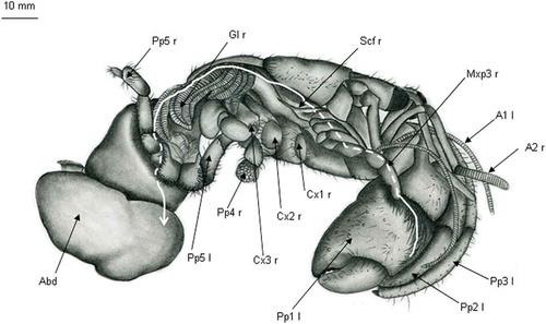 Figure 11. Coenobita cavipes (female) with right branchiostegite and 1–3 right pereiopods removed. (A1 l) and (A2 r), 1st left and 2nd right antennae; (Abd), abdomen; (Cx1 r), (Cx2 r) and (Cx3 r), coxae of 1st, 2nd and 3rd right pereiopods, respectively; (Gl r), right gills; (Mxp1-2 r), basal segments of 1st and 2nd right maxillipeds; (Mxp3 r), 3rd right maxilliped; (Pp1 l), 1st left pereiopod (= cheliped); (Pp2 l), 2nd left pereiopod); (Pp3 l), 3rd left pereiopod; (Pp4 r), 4th right pereiopod; (Pp5 r) and (Pp5 l), 5th right and left pereiopods, respectively; (Scf r), right scaphognatite. White line: water path from claw setae to the shell in which the abdomen is embedded. Dashed line: here the water flows along the hidden face of the limb.