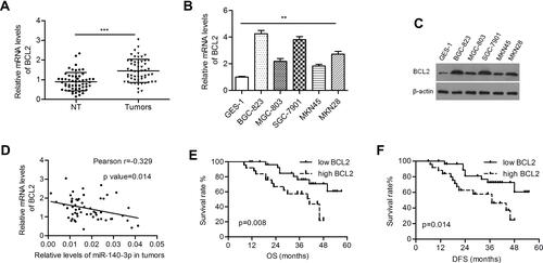 Figure 3 BCL2 was negatively regulated by miR-140-3p in GC tissues and cell lines.