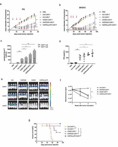 Figure 4. The antitumor activity of B7-H3 targeted CAR-T cells co-expressing PD-1 chimeric receptors in vivo. (a) PG tumors were s.c. established in the right flank of NCG mice and randomly grouped (n = 5 per group). When tumors reached a diameter of approximately 3–4 mm, mice were treated with three intravenous injections of 5 × 106 CAR-T cells on day 5, 10 and 15 (red arrows). (b) SKOV3 tumors were s.c. established in the right flank of NCG mice and randomly grouped (n = 5 per group). When the tumors reached a mean diameter of approximately 3–4 mm, mice were treated with three intravenous injections of 5 × 106 CAR-T cells on day 12, 20 and 29 (red arrows). (c) The quantity of persistently circulating CD4+ and CD8+ T cells from mice bearing PG tumors 1 week after being treated with the indicated T cells. (d) Serum cytokine productions from mice bearing PG tumors treated with the indicated T cells were analyzed by a cytometric bead array. (e) BLI illustrating tumor growth in PG-luc metastatic mouse model. NCG mice were intravenously injected with 105 Firefly-luciferase expressing PG cells and randomly grouped (n = 4 per group). Then mice were treated with three intravenous injections of 5 × 106 CAR-T Cells. Tumor growth was assessed by BLI weekly. (f) BLI kinetics of tumor growth were calculated using Living Image software. (g) The Kaplan Meier survival analysis of PG i.v. challenged mice treated with the indicated T cells (n = 8 per group). Error bars denote SD. P values by a two-way ANOVA (a, b, f); Unpaired and non-parametric Mann-Whitney test with two-tailed P value calculation (c); P values by a two-tailed unpaired t-test (d); P values by a log-rank (Mantel-Cox) test (g). * (P < .05), **(P < .01), ***(P < .001) and **** (P < .0001); ns, not significant