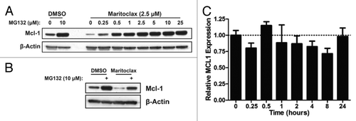 Figure 1. Maritoclax induces Mcl-1 proteasomal degradation but not transcriptional repression. (A) U937 cells were treated with DMSO or 2.5 μM maritoclax with the indicated concentrations of MG132 for 12 h, and protein expression was analyzed by immunoblotting. (B) U937 cells were treated with DMSO or 2.5 μM maritoclax for 9 h before adding 10 µM MG132 for 3 h, and protein expression was analyzed by immunoblotting. (C) U937 cells were treated with 2.5 µM maritoclax for the indicated times, and MCL1 mRNA expression was analyzed by qRT-PCR.