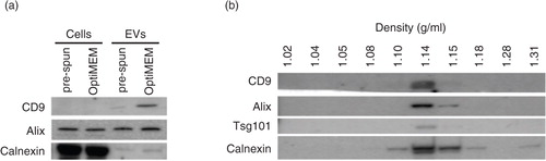 Fig. 2.  Characterization of N2a cells and EVs cultured and collected under either OptiMEM or pre-spun conditions at a fixed 72 h period. (a) Representative western blotting pictures showing the enrichment of EV markers (CD9 and Alix) in the EVs as compared to the parental cell lysates, while the opposite trend is noticed for the ER marker, Calnexin. Forty micrograms of cell lysate or EVs was loaded in the gel. (b) Representative western blotting pictures showing the appearance of EV markers and Calnexin at 1.10–1.18 g/mL after floating EVs on a continuous sucrose gradient for 16 h.