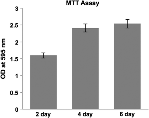 Figure 4. Biocompatibility of the collagen scaffold evaluated by MTT assay using L6 rat skeletal myoblasts, cell growth tested at 3 different time points (2, 4 and, 6 days in culture). Myoblasts adhered and proliferated well on collagen nanofiber scaffolds.