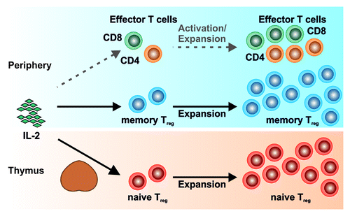 Figure 1. Interleukin 2 administration results in a preferential expansion of regulatory T (Treg) cells. Administration of interleukin-2 to tumor patients only results in a weak activation and expansion of potentially tumor-counteracting effector T cells, while memory Treg cells in the periphery as well as the naïve thymic Treg-cell pool are consistently expanded.