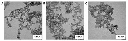 Figure 1 Transmission electron micrograph of (A) neat maghemite and dopamine-hyaluronate-maghemite nanoparticles, (B) Run IIIA/1 (dopamine-hyaluronate/maghemite = 0.11 weight/weight; dopamine/hyaluronate = 0.0075 weight/weight), and (C) Run IIIA/3 (dopamine-hyaluronate/maghemite = 0.3 weight/weight; dopamine/hyaluronate = 0.0075 weight/weight).