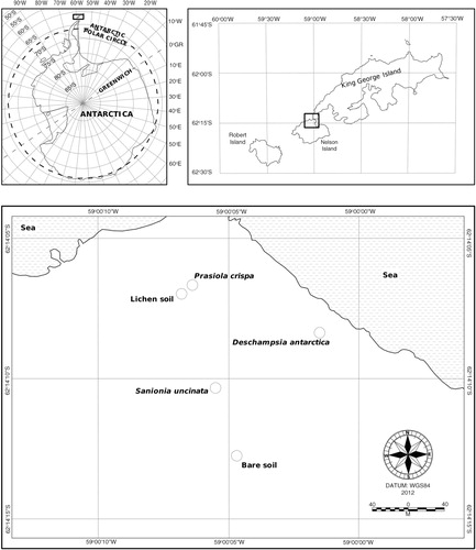 Fig. 1  Location of the investigation area and sampling places in Rip Point, Nelson Island, Antarctica.