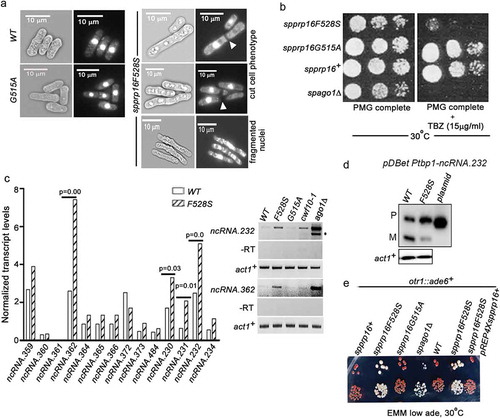 Figure 7. SpPrp16 is required for successful mitosis and for efficient transcriptional gene silencing at centromeres and telomeres. (a) Bright field and DAPI stained images of spprp16+, spprp16F528S and spprp16G515A cells. The ‘cut’ cells (white arrowheads at the site of cell separation) and lagging chromosome (fragmented nuclei) in spprp16F528S are shown. Scale bar is 10 µm in all panels. (b) Thiabendazole (TBZ) sensitivity of spprp16 mutants as compared to wild-type and spago1Δ strains at 30°C. Cultures were grown to equivalent OD595 before spotting 10-fold serial dilutions on PMG complete media containing TBZ (at 15 µg/ml concentration). The growth proficiency on PMG complete media (left) served as the control. (c) Normalized transcript levels for centromeric ncRNAs obtained from RNA-seq of spprp16+ (WT) and spprp16F528S mutant cells (left graph). P value significance for upregulated ncRNAs in the spprp16F528S mutant is shown. The semi-quantitative RT-PCR for two centromeric transcripts ncRNA.232 and ncRNA.362 are shown in the right upper and lower panels respectively. For ncRNA.232, ‘*’ to the right side of the gel indicates the unspliced precursor. Control PCR reactions without reverse transcription are shown in the -RT panel. (d) Semi-quantitative RT-PCR to assess the splicing of ncRNA.232 mini-transcript in the WT (leu1:spprp16+) and F528S (leu1:spprp16F528S) mutant strain. (e) Transcriptional silencing of ade6+ centromeric reporter in the wild-type and spprp16F528S mutant cells assessed in media with limiting adenine. cwf10-1 and spago1Δ served as positive controls for defective centromeric heterochromatin.